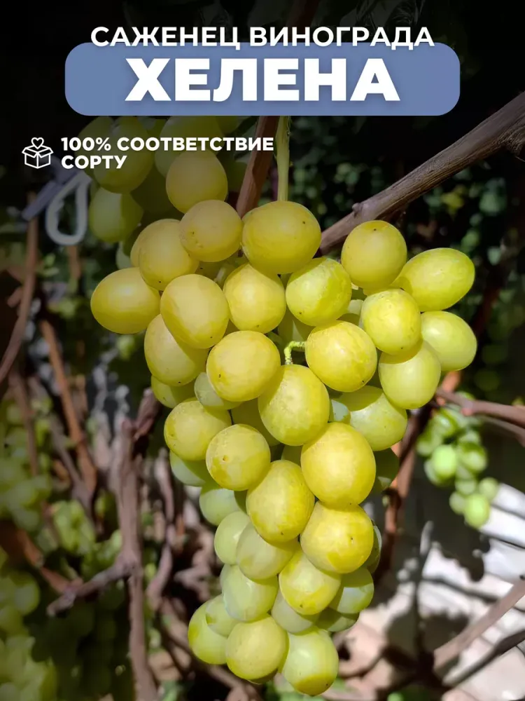Виноград Хелена Закупка М70 июнь 2026