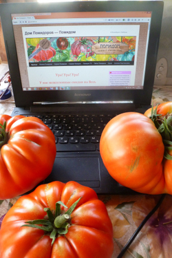 Помидоры 1884