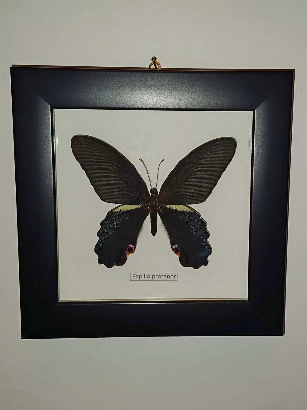 Бабочка Papilio protenor в рамке