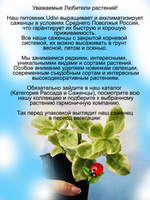 Аптения вариегатная Цветочек Аленький Мезиамбриантемум
