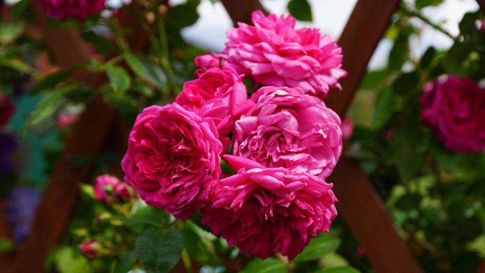 Лагуна (Laguna)