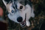 Coco-N Siberian Miracle Red Husky