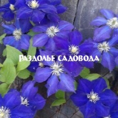 Клематис крупноцветковый Стефан Франчак