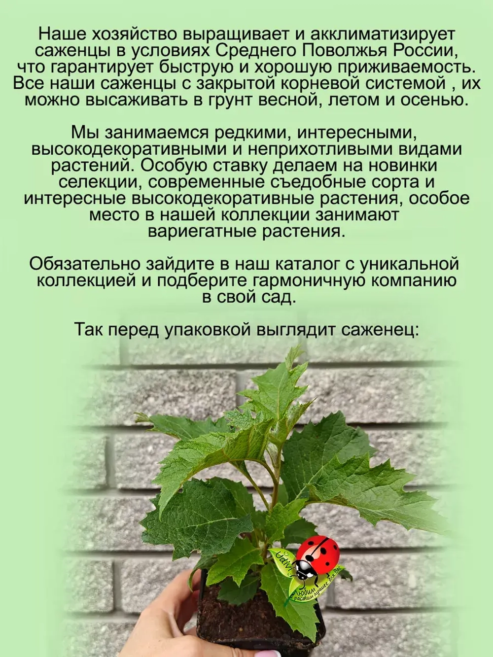Гортензия Бургунди дуболистная