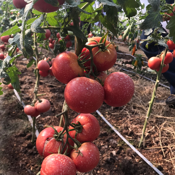 ЦИНТО F1 семена томата Rijk Zwaan купить – фото 1