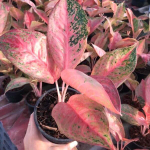 Аглаонема MONGKOL MANEE / SEXY LEA