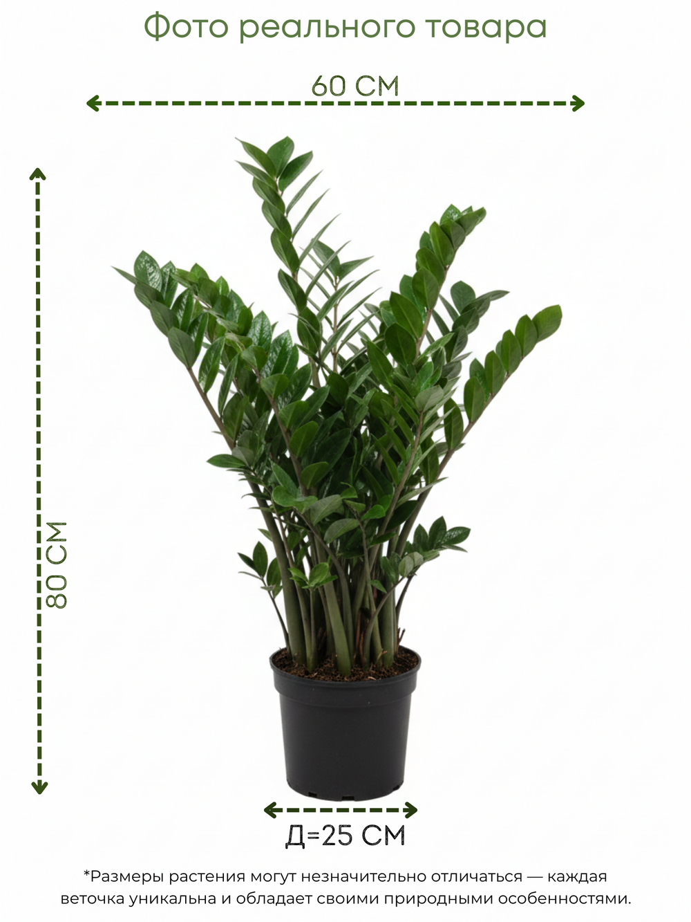 Замиокулькас Pointed Leaf д. 25