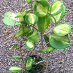 Хойя OBOVATA VAR INSIDE