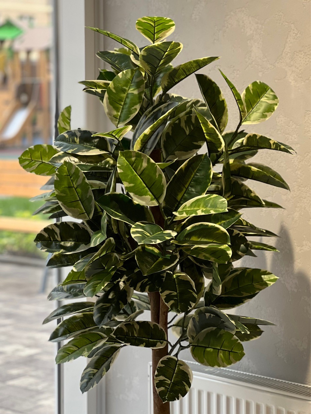 Фикус Эластика Тинеке 150 см.