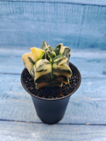 Astrophytum Myriostigma variagate (Астрофитум вариегатный)