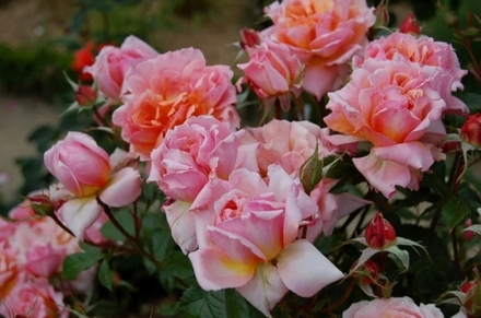 Роза Жур Де Фет