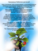 Колеус Ажурные чулки вегетативный