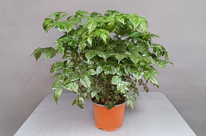 Горшечное растение «Радермахера»