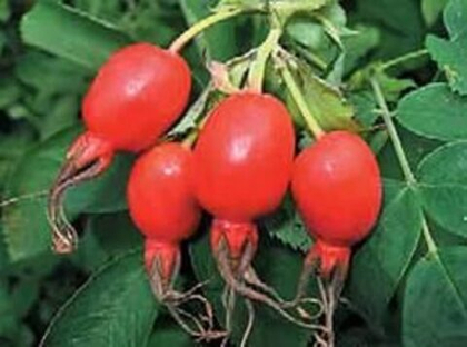 Шиповник Воронцовский