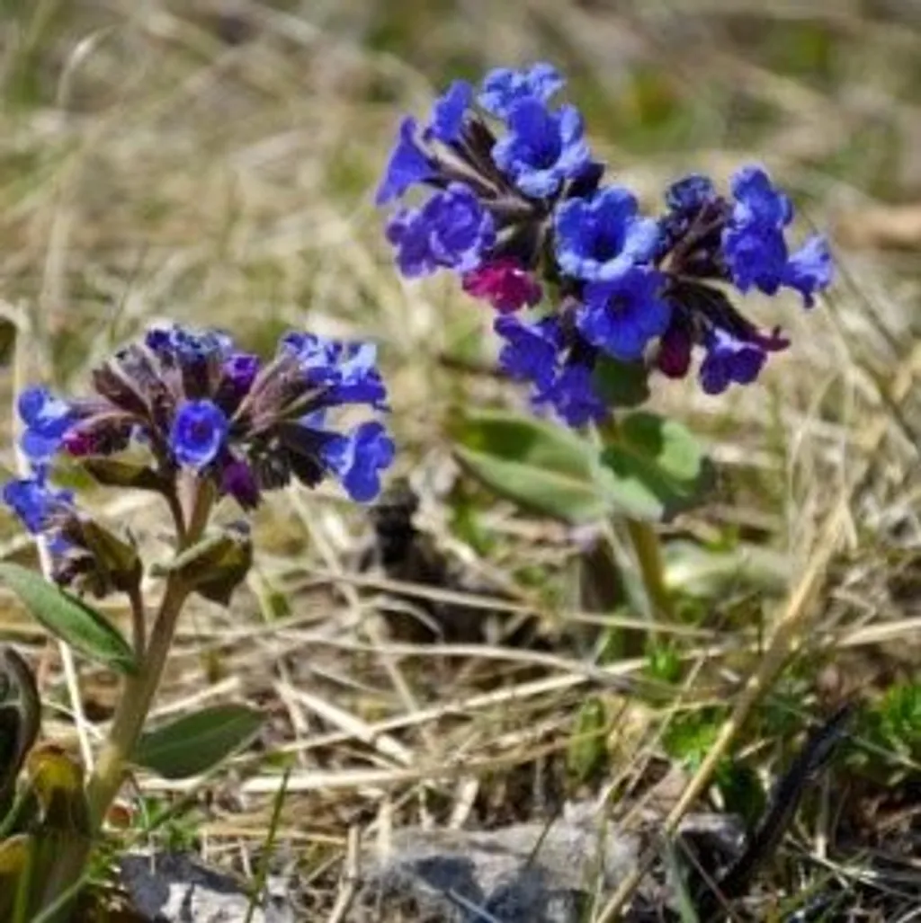 Медуница мягчайшая