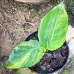 Банан вариегатный CAVENDISH DWARF