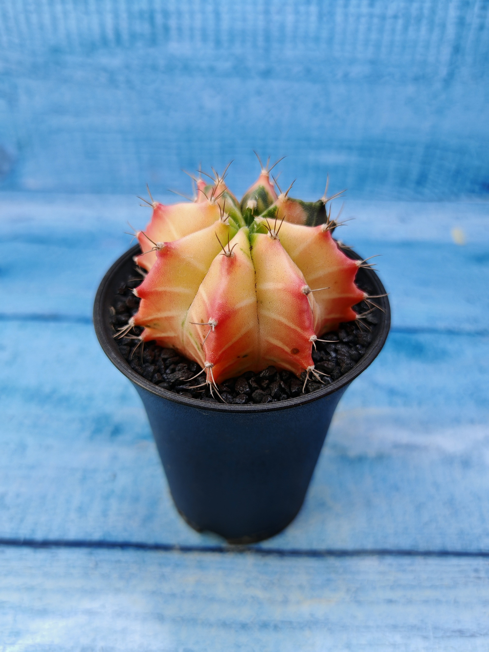 Gymnocalycium Variegata (Гимнокалициум Вариегатный)