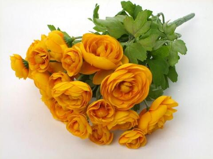 Лютик кустовой