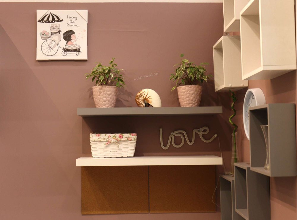 Морская раковина Наутилус помпилиус в дизайнерском интерьере