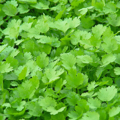 КАРИБЕ семена кориандра (Bejo | Alexagro)