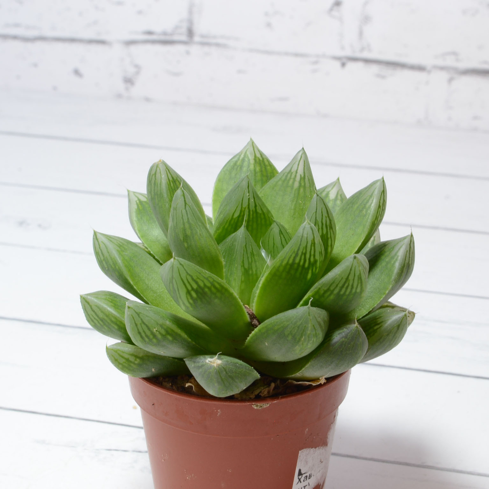 Haworthia Cymbiformis (Хавортия Ладьевидная)