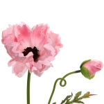 Цветок искусственный «Natur» 60см Мак розовый