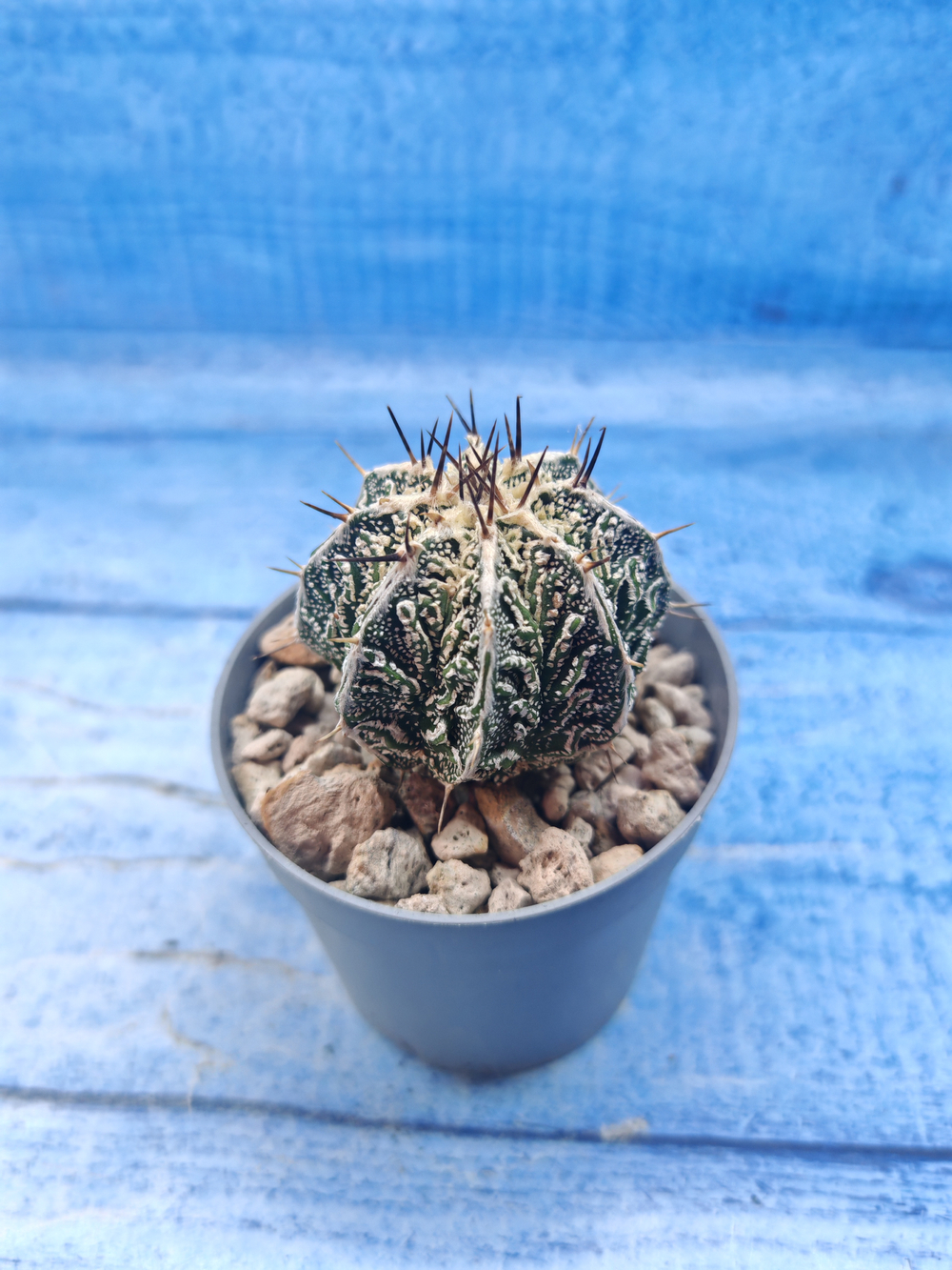 Astrophytum Myriostigma Fukuryu (Астрофитум)