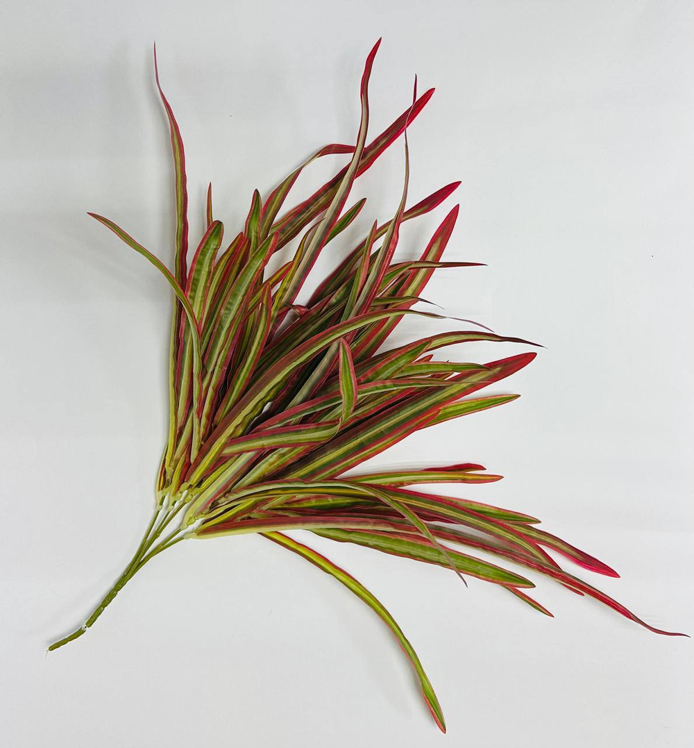 Куст Хлорофитум