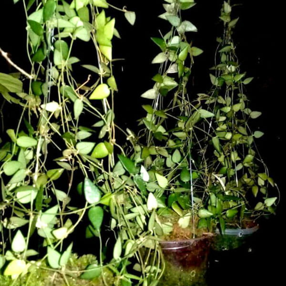 Дисхидия RIMICOLA