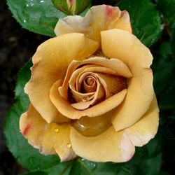 Хани Дижон (Honey Dijon)