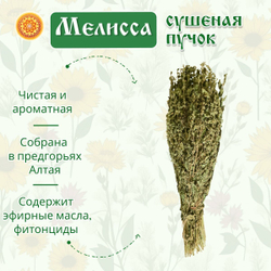 Мелисса лимонная пучок.