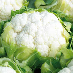 Концепт F1 семена капусты цветной (Enza Zaden / Энза Заден)