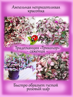 Традесканция Триколор ампельная вариегатная