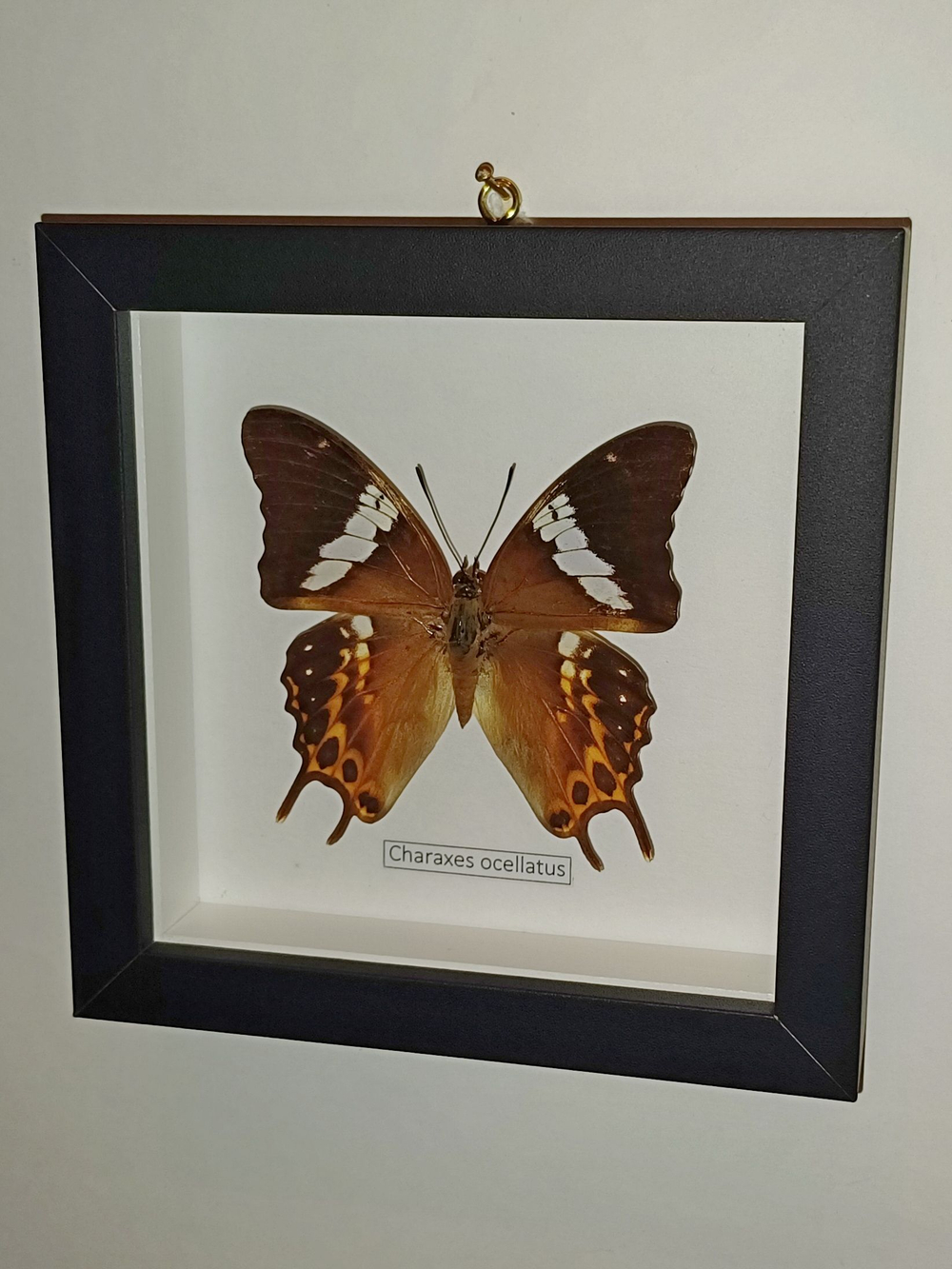 Бабочка Charaxes ocellatus в рамке