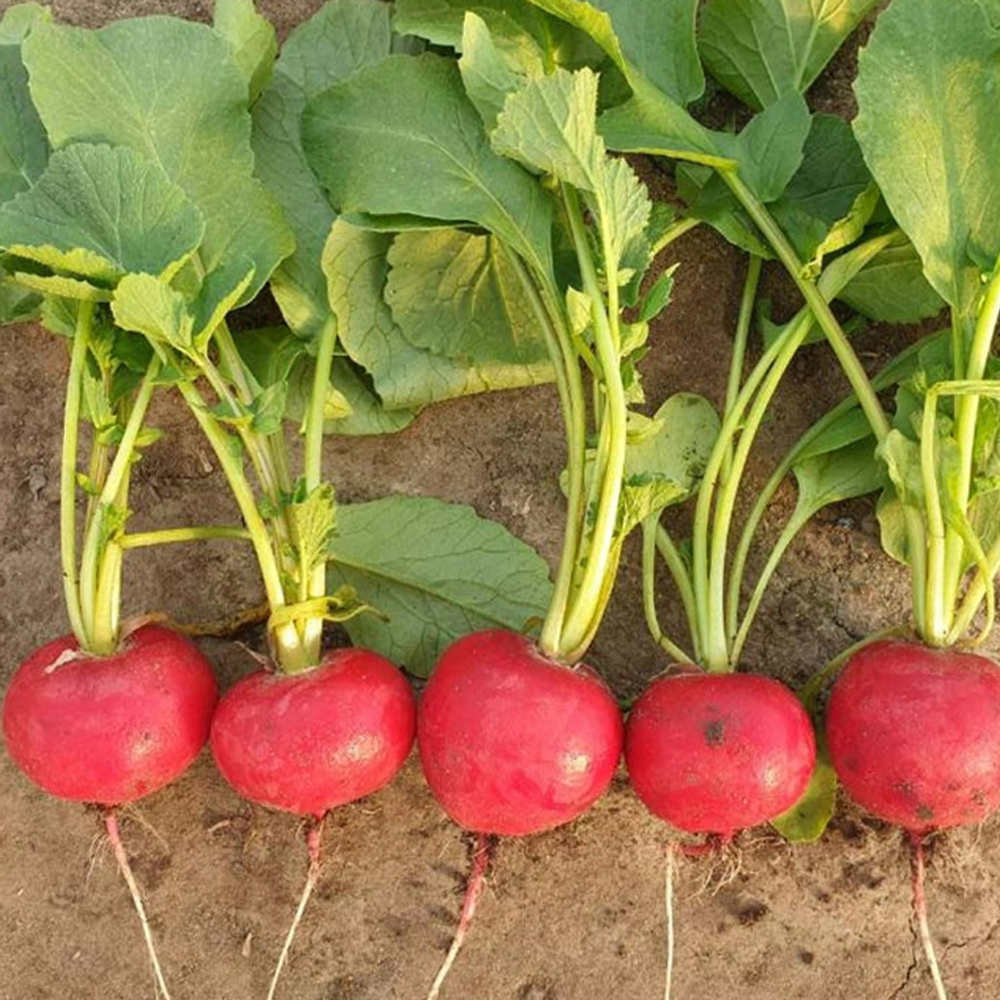 Стеллар F1 семена редиса (Syngenta / Сингента)