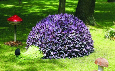 Топиарная фигура Ёжик