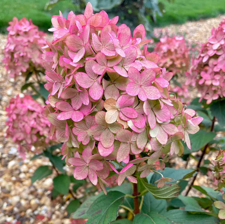 Гортензия метельчатая "МЭДЖИКАЛ КЭНДЛ"