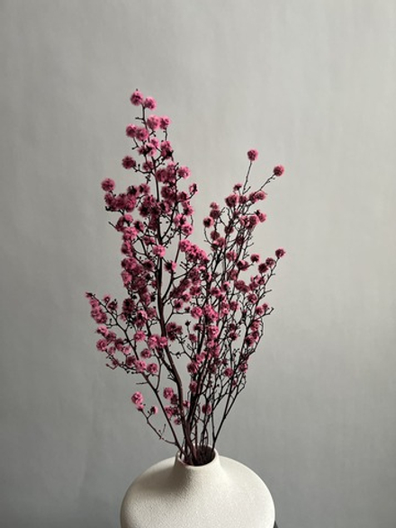 Стилингия розовая