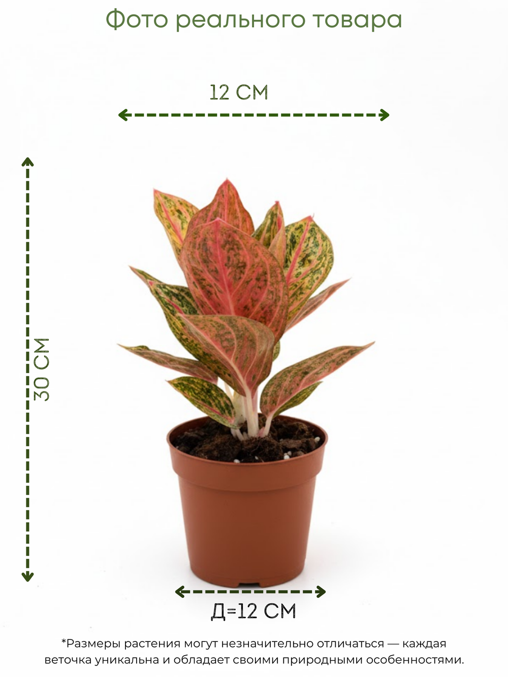 Аглаонема Gold Pauder д.12