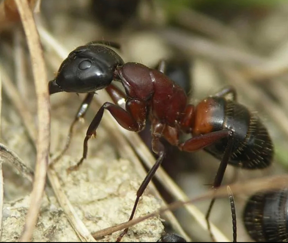 Муравьи Camponotus ligniperda (Европейский муравей-древоточец)