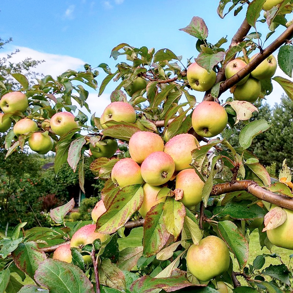 Яблоня Чудное карлик летнее