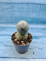 Tephrocactus Geometricus (Тефрокактус)