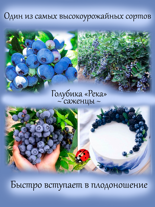 Голубика Река сладкая высокорослая