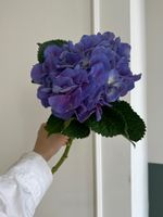 Гортензия в синем оттенке