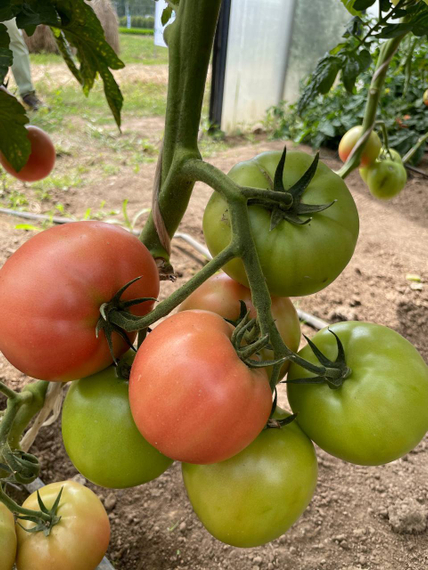 Мануза F1 семена томата индетерминантного Rijk Zwaan-Райк Цваан отзывы – фото 4