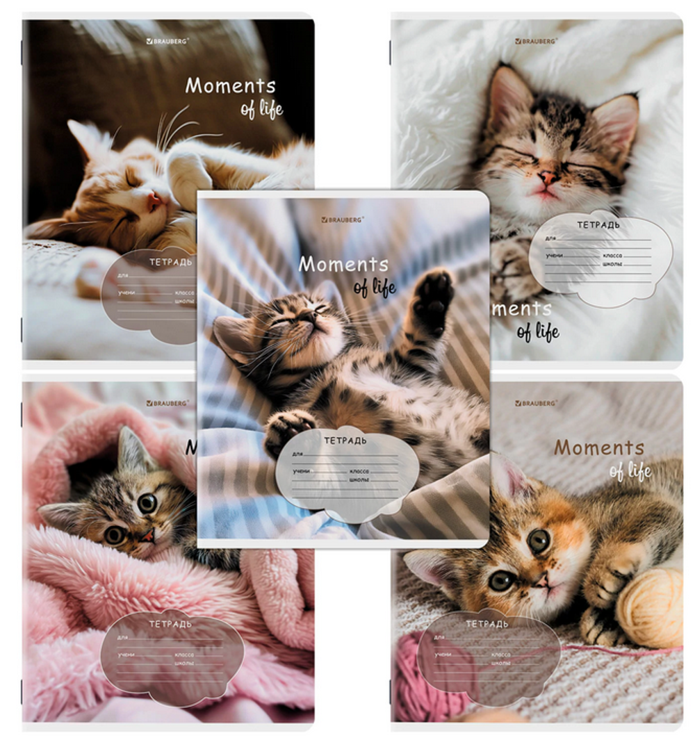 Тетрадь А5 18л. клет. "Котята" обложка картон (BRAUBERG)