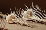 Ракушка Мурекс Пектен (Murex pecten) 8-12 см