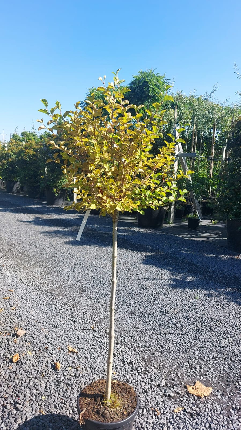 Сирень мейера Палибин штамб Закупка М66 апрель 2026