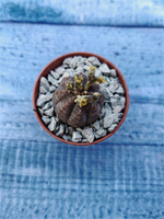 Euphoria Obesa (Эуфорбия)