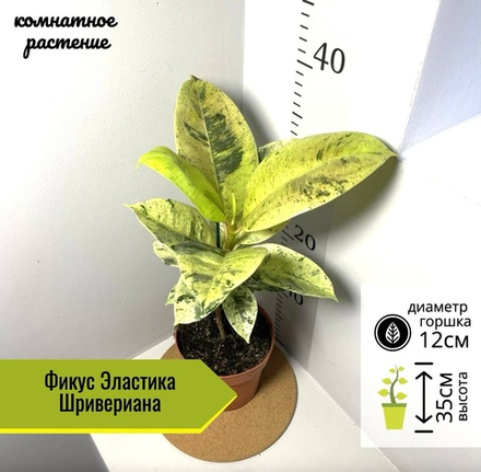 Фикус Эластика Шривериана, D12см Н35см, Нидерланды